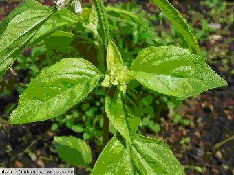 Bazalka vonná - Ocimum basilicum 