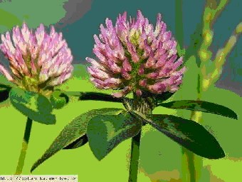 Jetel luční - Trifolium pratense