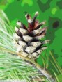 Borovice lesní (sosna) - Pinus sylvestris