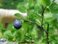 Borůvka - Vaccinium myrtillus