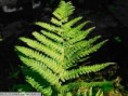 Kapraď samec - Dryopteris filix-mas